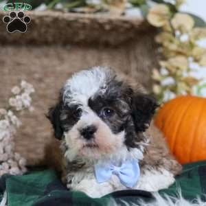 Flops, Teddy Bear Puppy